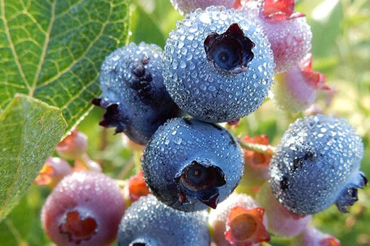 Year-Round Care for Fruit Bushes: Seasonal Maintenance Guide