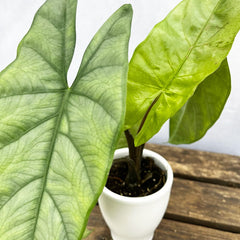 10 - 15cm Alocasia Corazon House Plant 7cm Pot House Plant