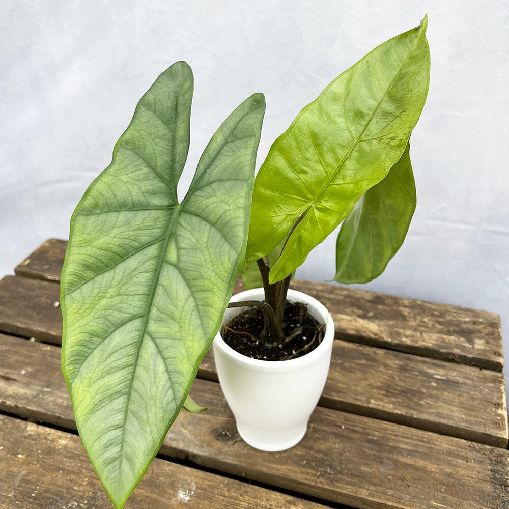 10 - 15cm Alocasia Corazon House Plant 7cm Pot House Plant