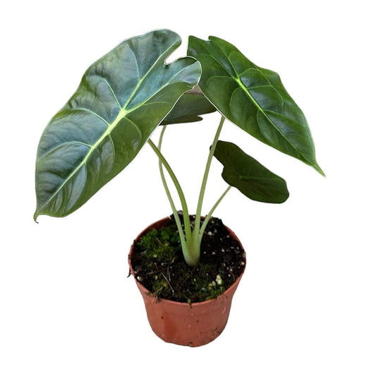 10 - 15cm Alocasia Golden Bone House Plant 10,5 cm Pot House Plant