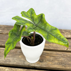 10 - 15cm Alocasia Jacklyn Elephant Ear House Plant 7cm Pot House Plant