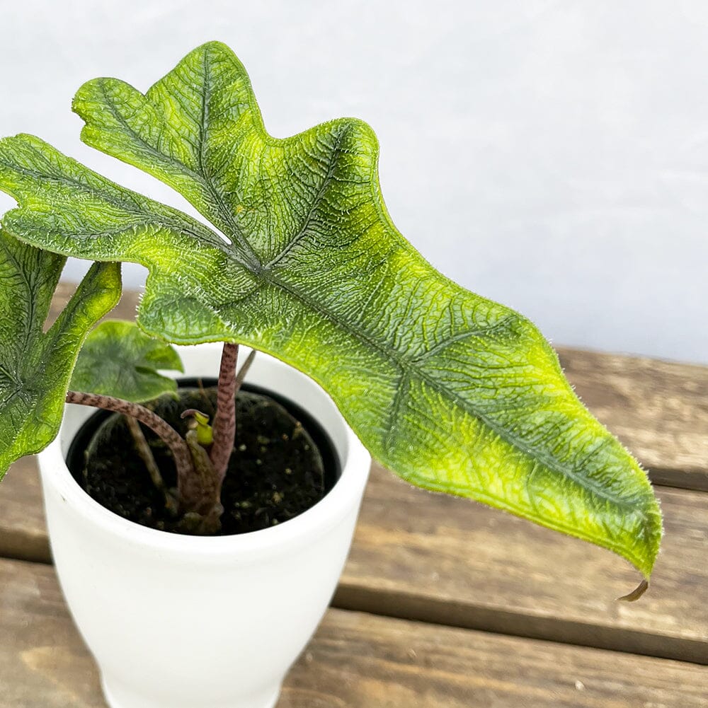 10 - 15cm Alocasia Jacklyn Elephant Ear House Plant 7cm Pot House Plant