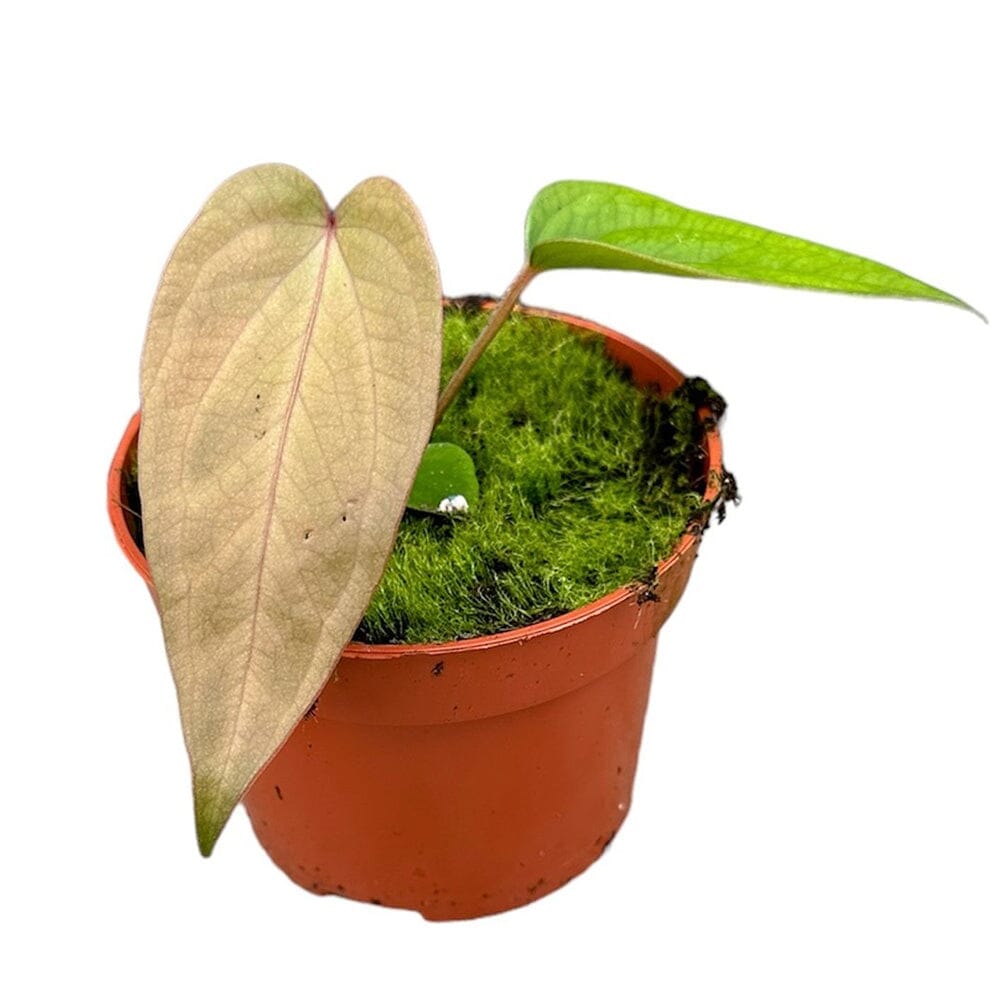 10 - 15cm Anthurium Magnificum X Nigrolaminum Gigi House Plant 10,5 cm Pot House Plant