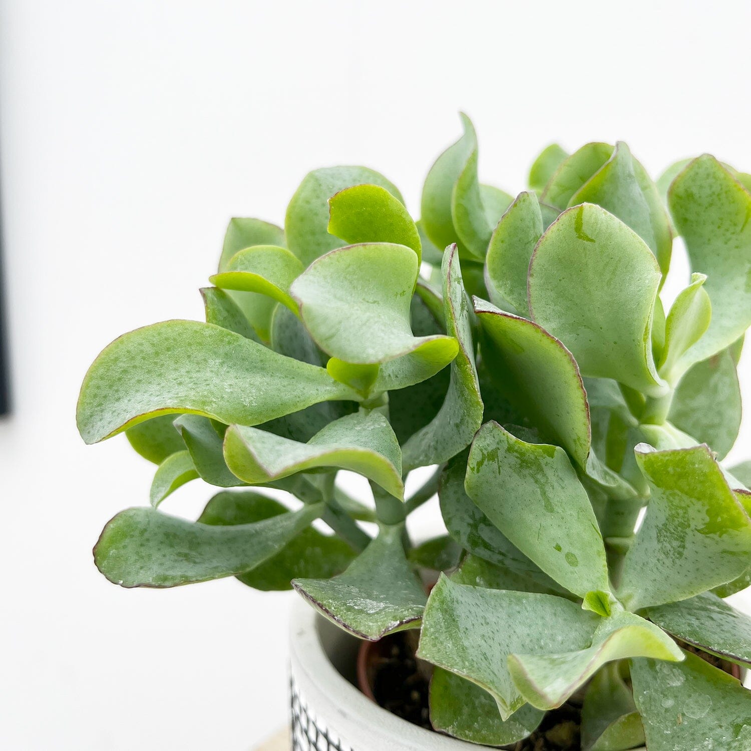 10 - 15cm Crassula Arborescens House Plant 9cm Pot 