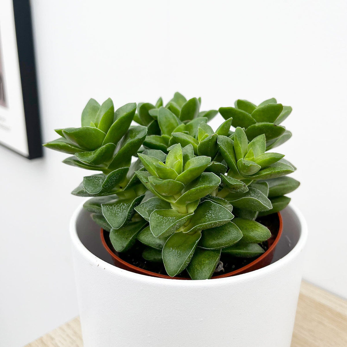 10 - 15cm Crassula Springtime House Plant 9cm Pot 