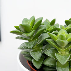 10 - 15cm Crassula Springtime House Plant 9cm Pot 