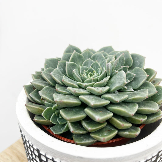 10 - 15cm Echeveria Glauca House Plant 9cm Pot 