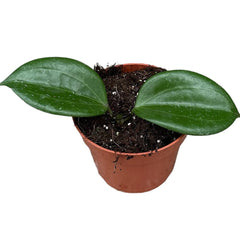 10 - 15cm Hoya Quinquenervia House Plant 10,5 cm Pot House Plant