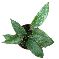 10 - 15cm Hoya Rangsan House Plant 10,5 cm Pot House Plant