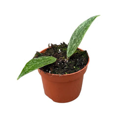 10 - 15cm Hoya Rangsan House Plant 10,5 cm Pot House Plant