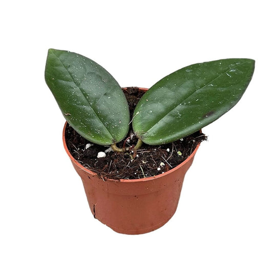 10 - 15cm Hoya Sulawesi 3 House Plant 10,5 cm Pot House Plant