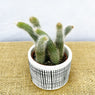 10-15cm Monkey Tail Cactus Hildewintera Colademononis in 7cm Pot House Plant