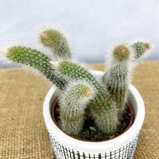 10-15cm Monkey Tail Cactus Hildewintera Colademononis in 7cm Pot House Plant