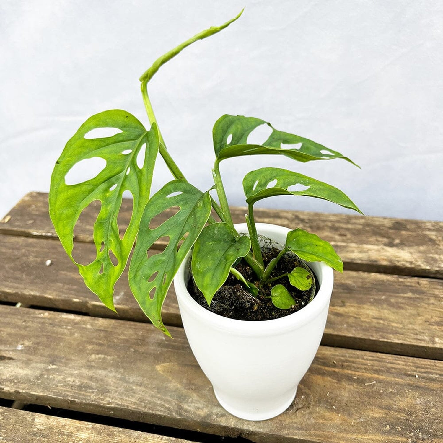 10 - 15cm Monstera Esqueletto House Plant 7cm Pot House Plant