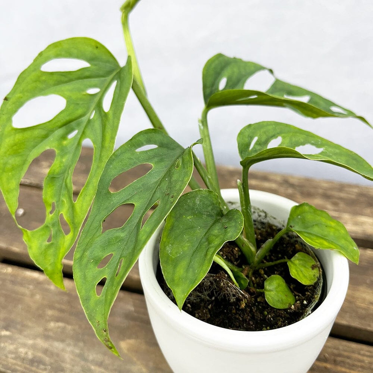 10 - 15cm Monstera Esqueletto House Plant 7cm Pot House Plant