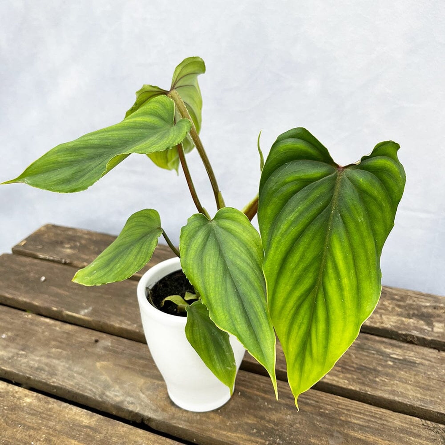 10 - 15cm Philodendron Plowmanii House Plant 7cm Pot House Plant