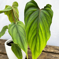 10 - 15cm Philodendron Plowmanii House Plant 7cm Pot House Plant