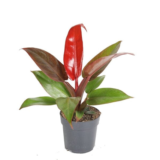 10 - 15cm Philodendron Red Sun House Plant 11cm Pot 