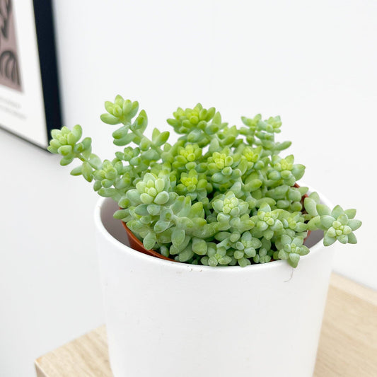 10 - 15cm Sedum Burrito House Plant 9cm Pot 