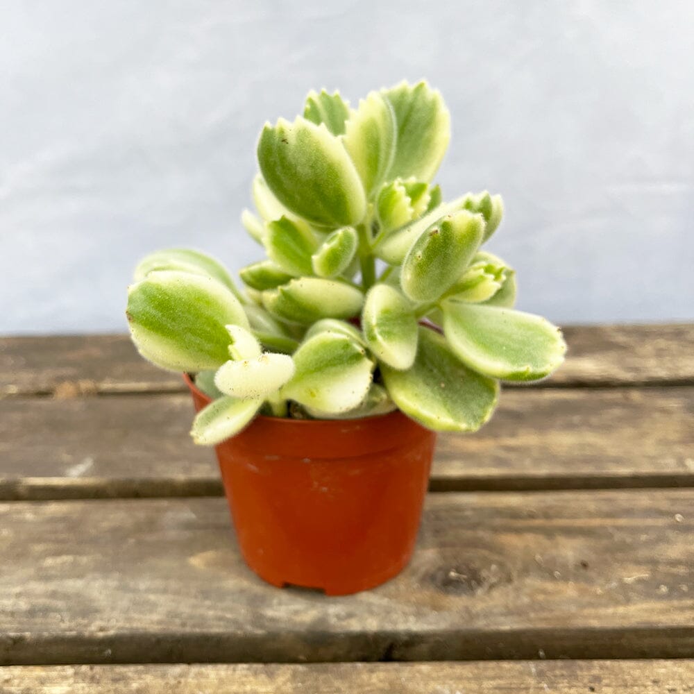 10 - 15cm Variegated Cotyledon Ladismithiensis House Plant 9cm Pot 