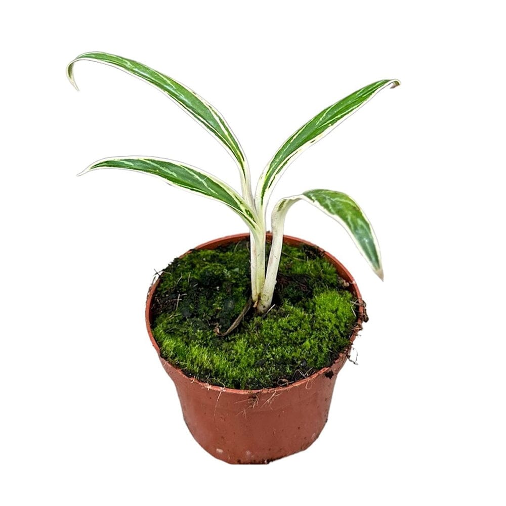 10 - 20cm Aglaonema Bamboo 10.5cm Pot House Plant 