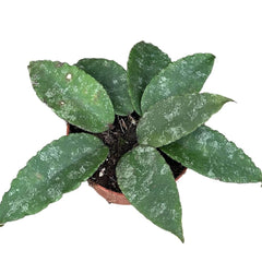 10 - 20cm Hoya Caudata 10.5cm Pot House Plant House Plant