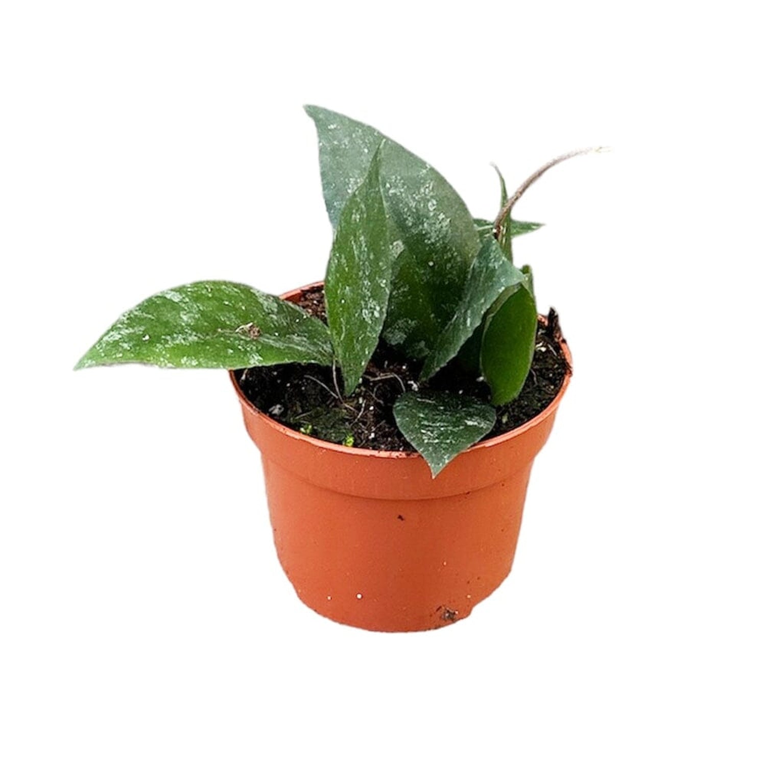 10 - 20cm Hoya Caudata 10.5cm Pot House Plant House Plant