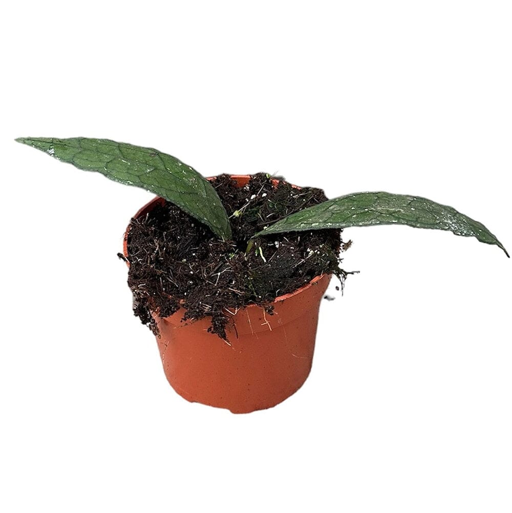 10 - 20cm Hoya Clemensiorum Sumatra 10.5cm Pot House Plant House Plant
