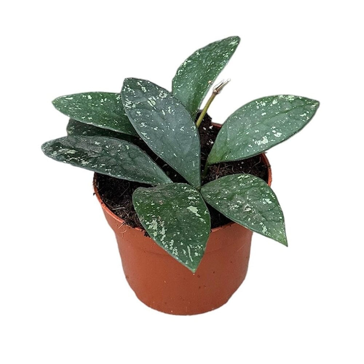 10 - 20cm Hoya Rundumensis Splash 10.5cm Pot House Plant House Plant