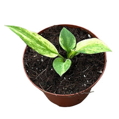 10 - 20cm Variegated Anthurium Vittarifolium House Plant 10.5cm Pot House Plant
