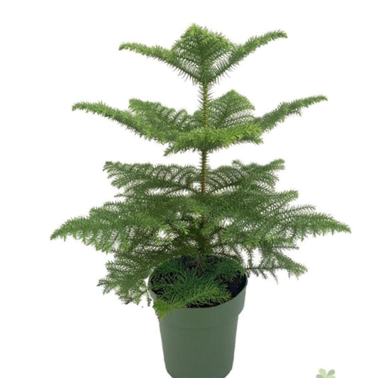 100 - 120cm Norfolk Pine Christmas Tree Araucaria Heterophylla 21cm Pot House Plant House Plant