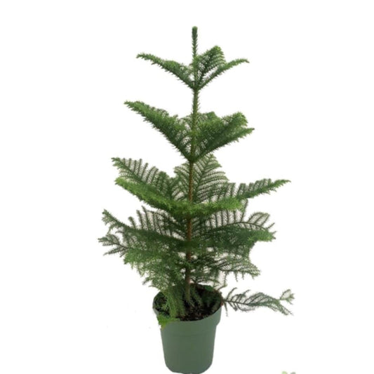 100 - 120cm Norfolk Pine Christmas Tree Araucaria Heterophylla 21cm Pot House Plant House Plant