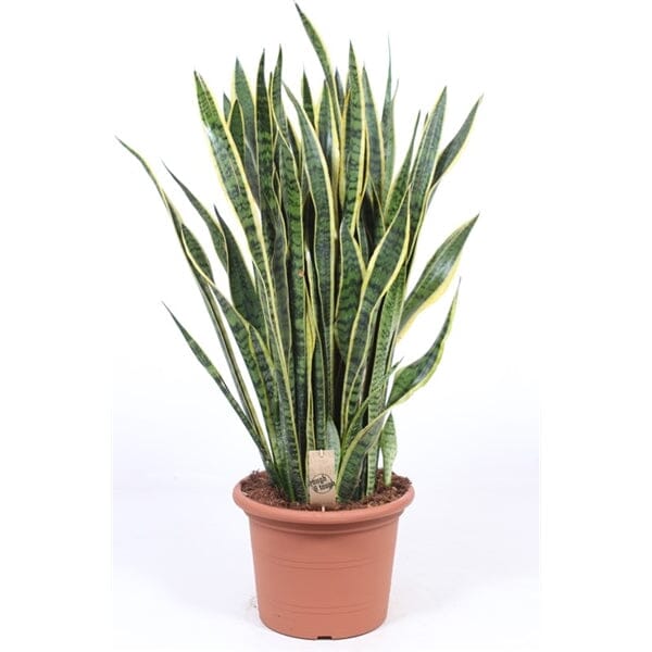 100 - 120cm Sansevieria Laurentii Snake Plant 30cm Pot House Plant House Plant