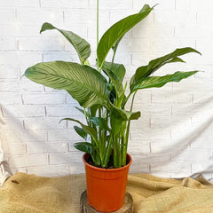 100 - 120cm Spathiphyllum Peace Lilly 24cm Pot House Plant House Plant