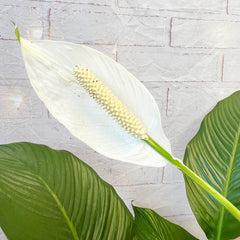 100 - 120cm Spathiphyllum Peace Lilly 24cm Pot House Plant House Plant