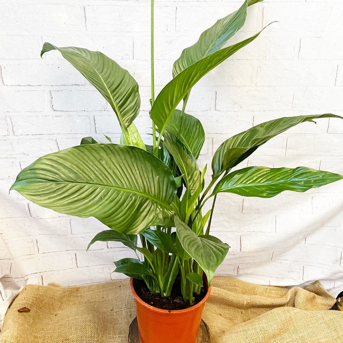 100 - 120cm Spathiphyllum Peace Lilly 24cm Pot House Plant House Plant