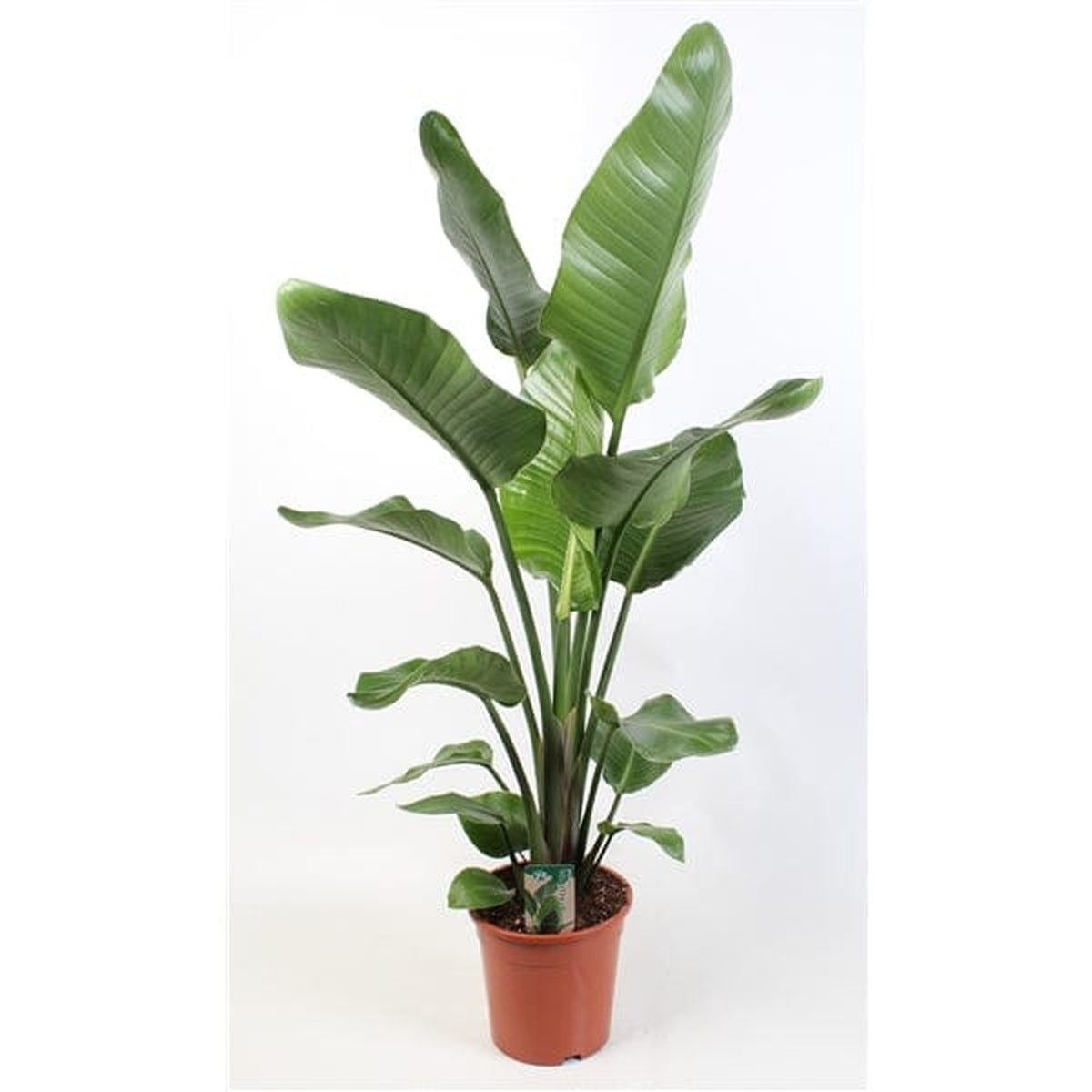 100 - 120cm Strelitzia Nicolai Bird of Paradise 21cm Pot House Plant House Plant