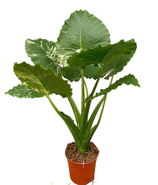 100 cm Alocasia Gageana Variegata House Plant 27 cm Pot House Plant