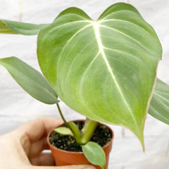 10cm Philodendron Gloriosum House Plant 7cm Pot House Plant