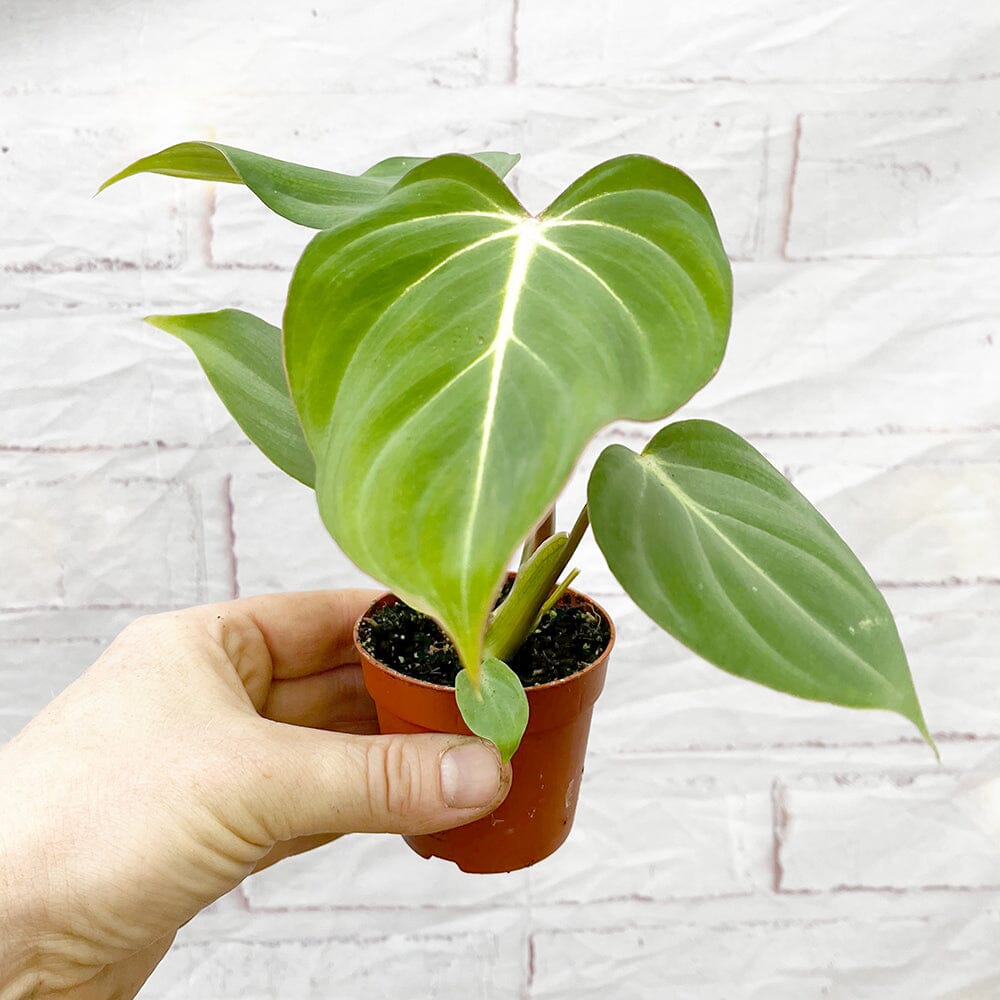 10cm Philodendron Gloriosum House Plant 7cm Pot House Plant