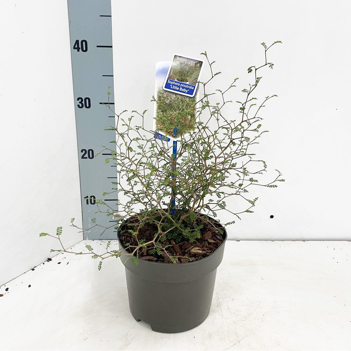 10x Sophora prostrata Little Baby 12cm Pot 20cm Shrub Plant Shrubs