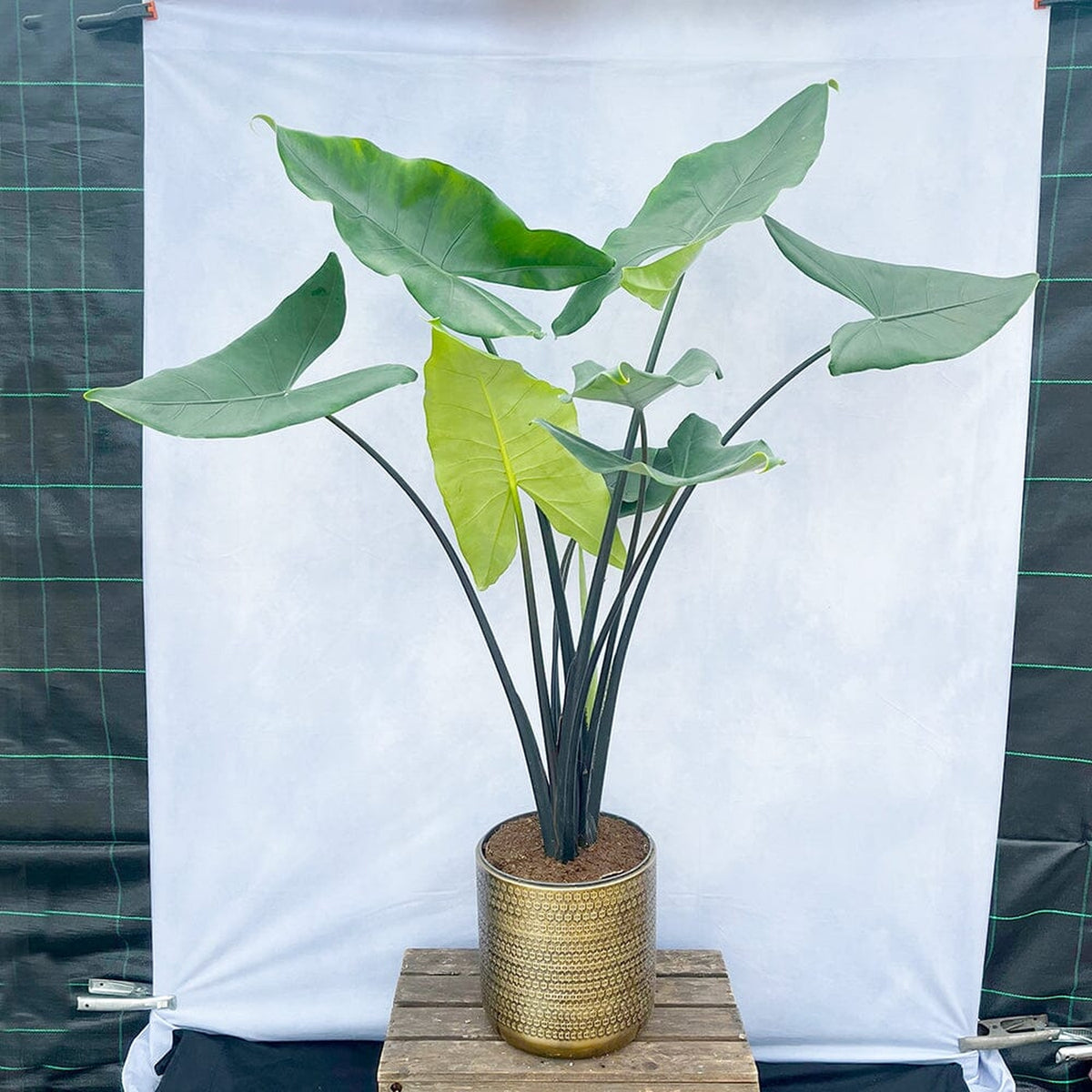 110 - 130cm Alocasia Black Stem XXL Zebrina Elephant Ear 24cm Pot House Plant House Plant