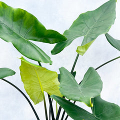 110 - 130cm Alocasia Black Stem XXL Zebrina Elephant Ear 24cm Pot House Plant House Plant