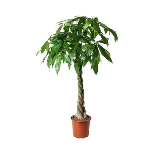 110 - 130cm Pachira Aquatica Money Tree 21cm Pot House Plant House Plant