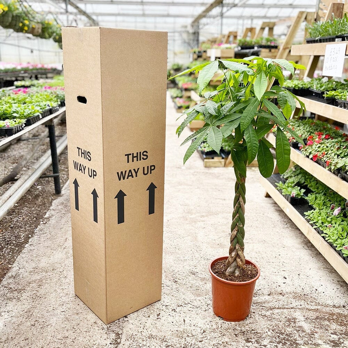 110 - 130cm Pachira Aquatica Money Tree 24cm Pot House Plant House Plant