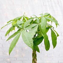 110 - 130cm Pachira Aquatica Money Tree 24cm Pot House Plant House Plant