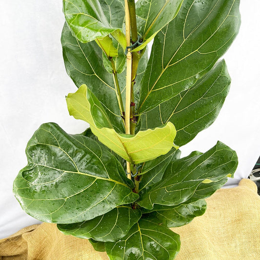 120 -140cm Ficus Lyrata Fiddle Leaf Fig 21cm Pot House Plant House Plant