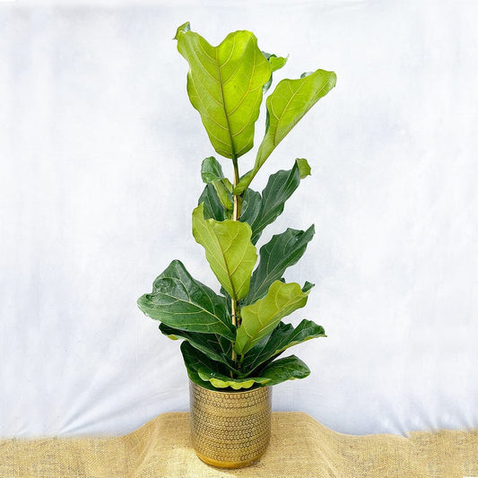120 -140cm Ficus Lyrata Fiddle Leaf Fig 21cm Pot House Plant House Plant