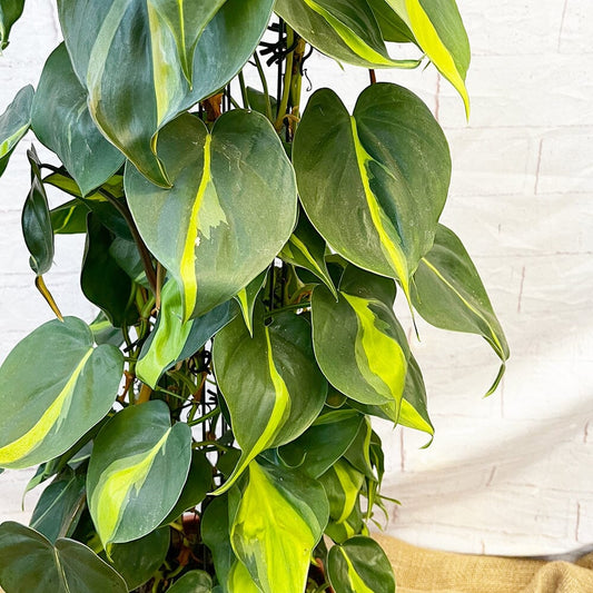 120 - 140cm Philodendron Brazil Scandens Pothos on Wire Pole 24cm Pot House Plant House Plant