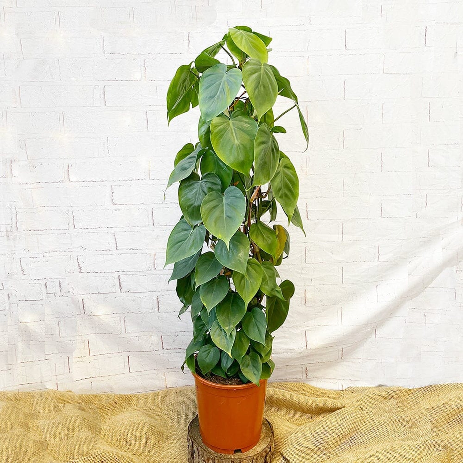 120 - 140cm Philodendron Scandens Pothos on Wire Pole 24cm Pot House Plant House Plant